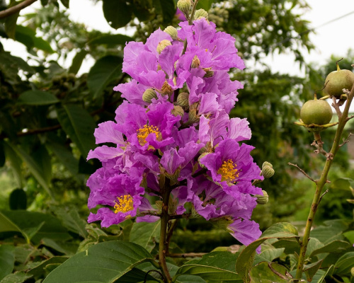 Perimeter tree in bloom: Jarul (Lagerstroemia speciosa).