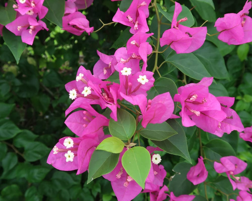 Bougainvillea flowers on the perimeter fence. Hundreds of these have been planted, already providing a dense privacy and security screen.