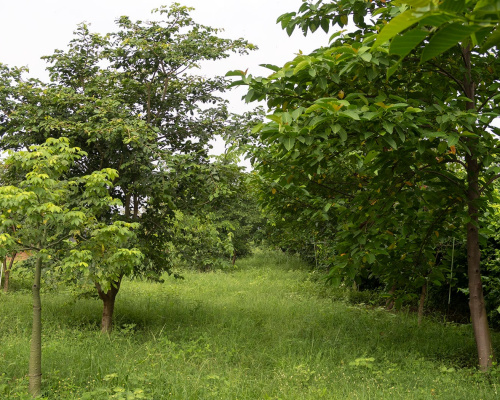 Two rows of dense native and flowering trees are planted on the perimeter of the 5 1/2 acres. Here you are looking between the two rows where a shadedwalking path is planned.