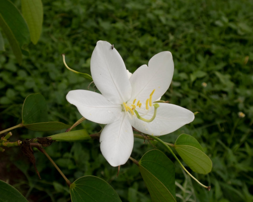The white kachnar is a small tree with abundant flowers.