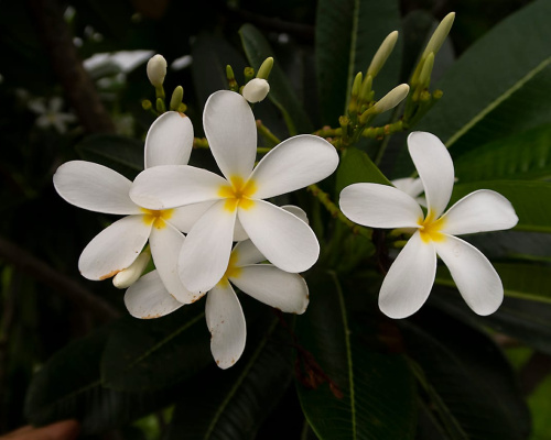 Plumeria (also known as champa and frangipani) thrive in this area. The flowers are fragrant and beautiful.