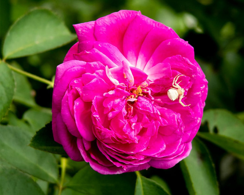 Rose with spider in the flower garden.