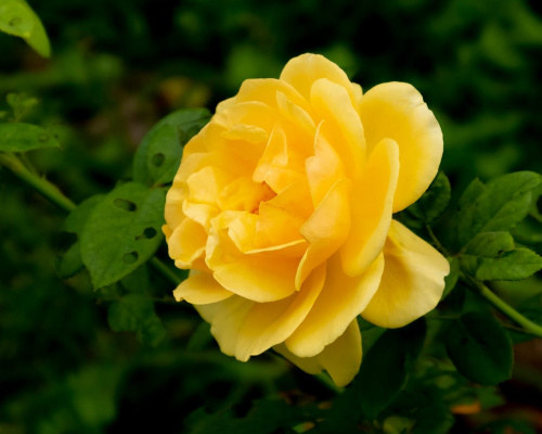 Yellow rose in the gardens.